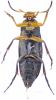 Anaspis frontalis